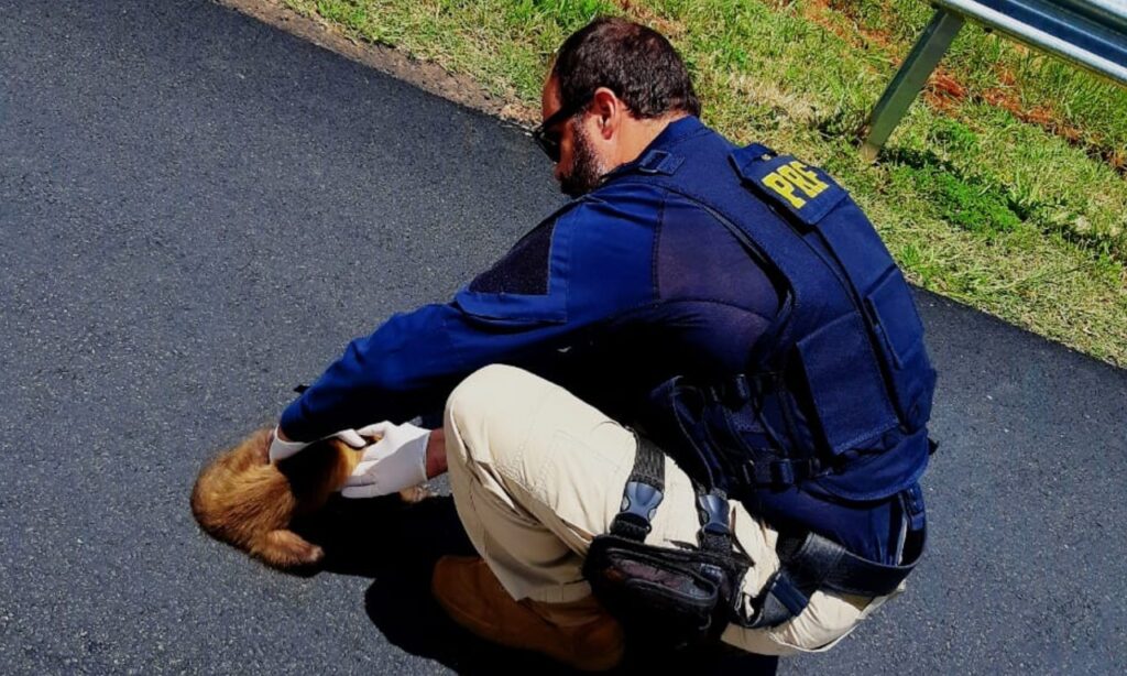 PRF resgata macaco-prego atropelado na BR-050