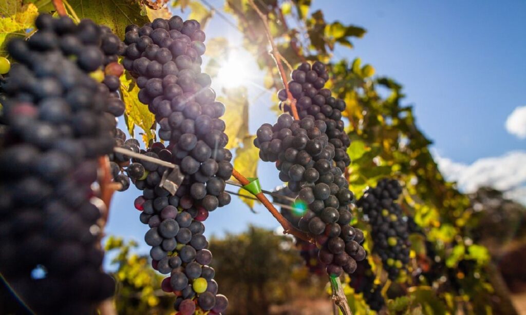 Uvas passas: vigilância intercepta 140 toneladas de frutas contaminadas por fungos