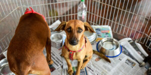 Feira de adoção de animais acontece este sábado em shopping da capital