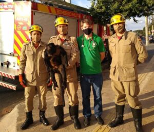 Corpo de Bombeiros resgata macaco no Setor Sul