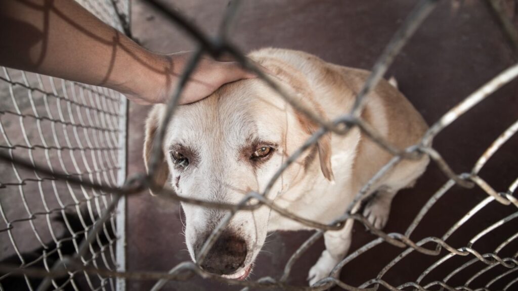 Após briga por cachorro