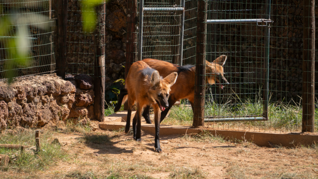 Alto índice de incêndios no Cerrado ameaça fauna local