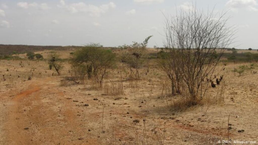 Como o Cerrado goiano pode virar deserto devido desmatamento descontrolado