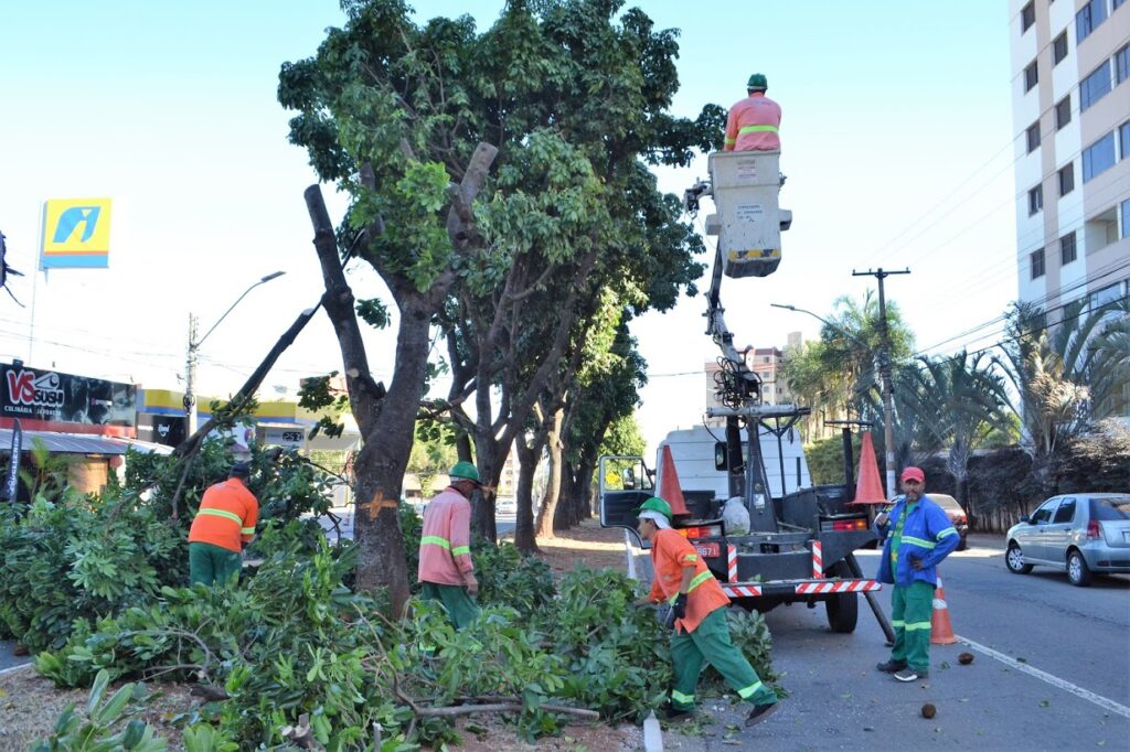 Prefeitura de Goiânia deve retirar mais de 100 jamelões do Parque Amazônia