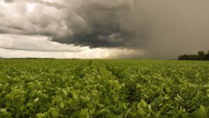 Os impactos que o excesso de chuvas podem causar nas lavouras do Estado