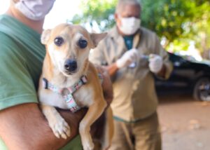 Com mais de 63 mil animais vacinados na capital