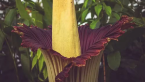 Flor-cadáver leva uma década para florescer e atrai multidões para admirá-la. Cientistas ainda estão estudando seu ciclo de vida — Foto: RBGE via BBC