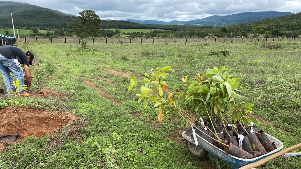 Parceria busca recuperar espécies nativas do Cerrado em Pirenópolis