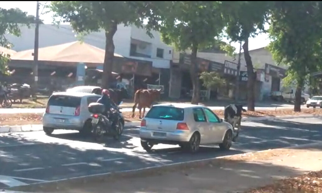 Vídeo registra vacas soltas em avenida movimentada de Goiânia