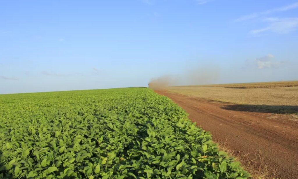 Goiás deve ser o maior produtor nacional de sorgo