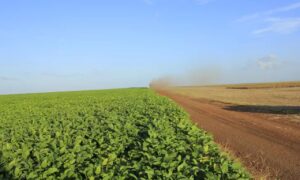 Goiás deve ser o maior produtor nacional de sorgo