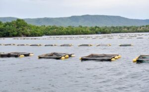 Projeto investe R$ 30 milhões para implantação de piscicultura no município de Minaçu