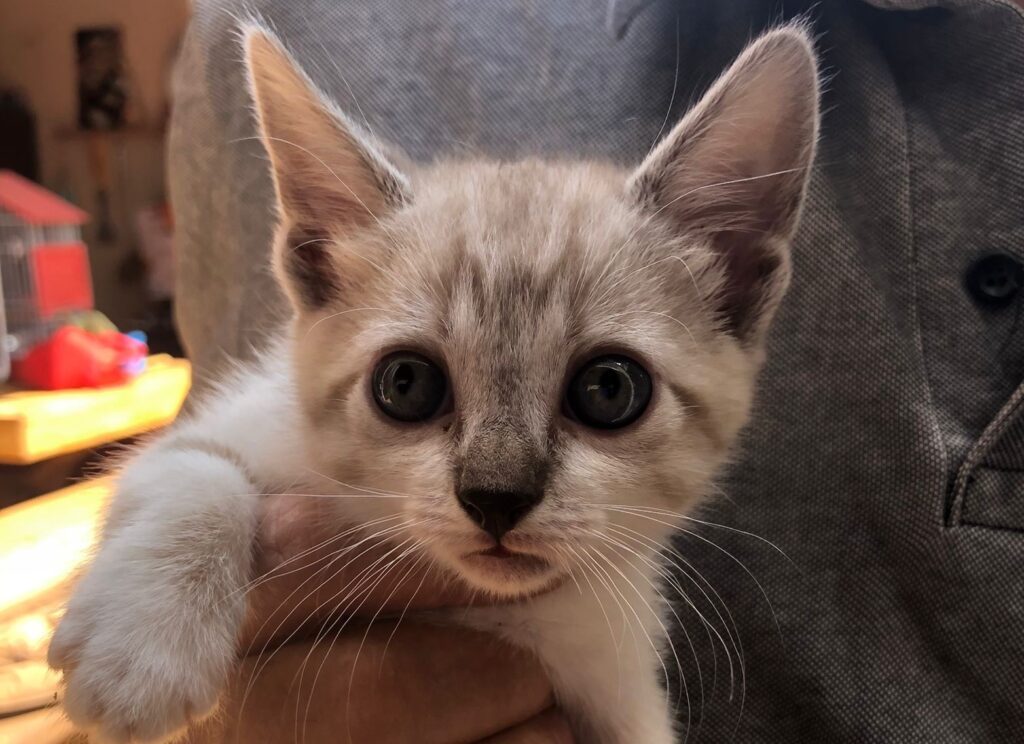 Grupo Miau Auau promove Tarde de Adoção de cães e gatos em shopping de Goiânia