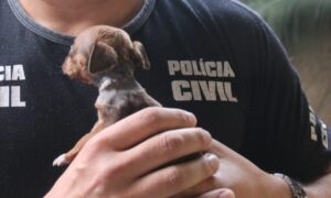 Delegado adota filhote de cão sobrevivente de ataque de vizinho