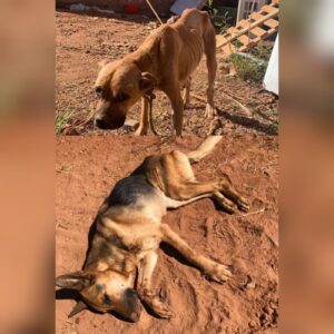 11 cachorros são resgatados e criador é preso suspeito de maus-tratos em Goiânia