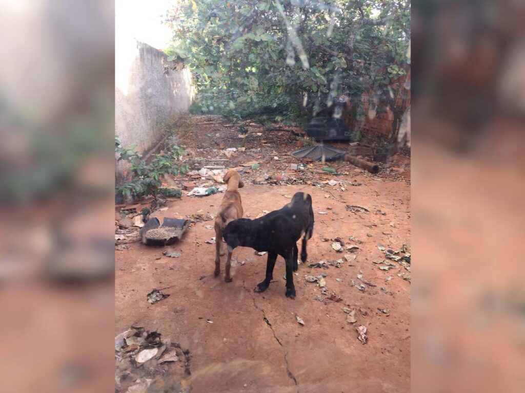 Polícia Civil resgata cachorros e prende homem por maus-tratos em Formosa