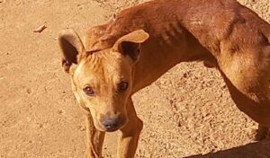 Homem é denunciado por maus-tratos a 9 cachorros em Aparecida de Goiânia