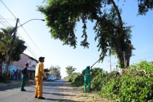 Árvores de jamelões são removidos de avenida em Aparecida