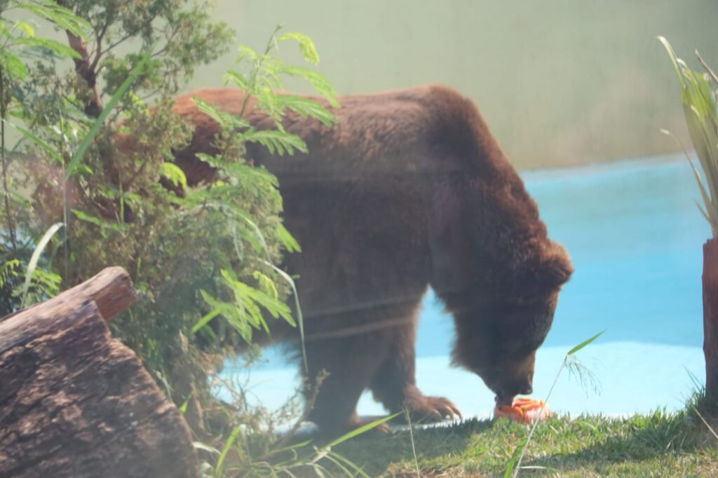 Animais do zoológico de Goiânia ganham picolés para enfrentar onda de calor