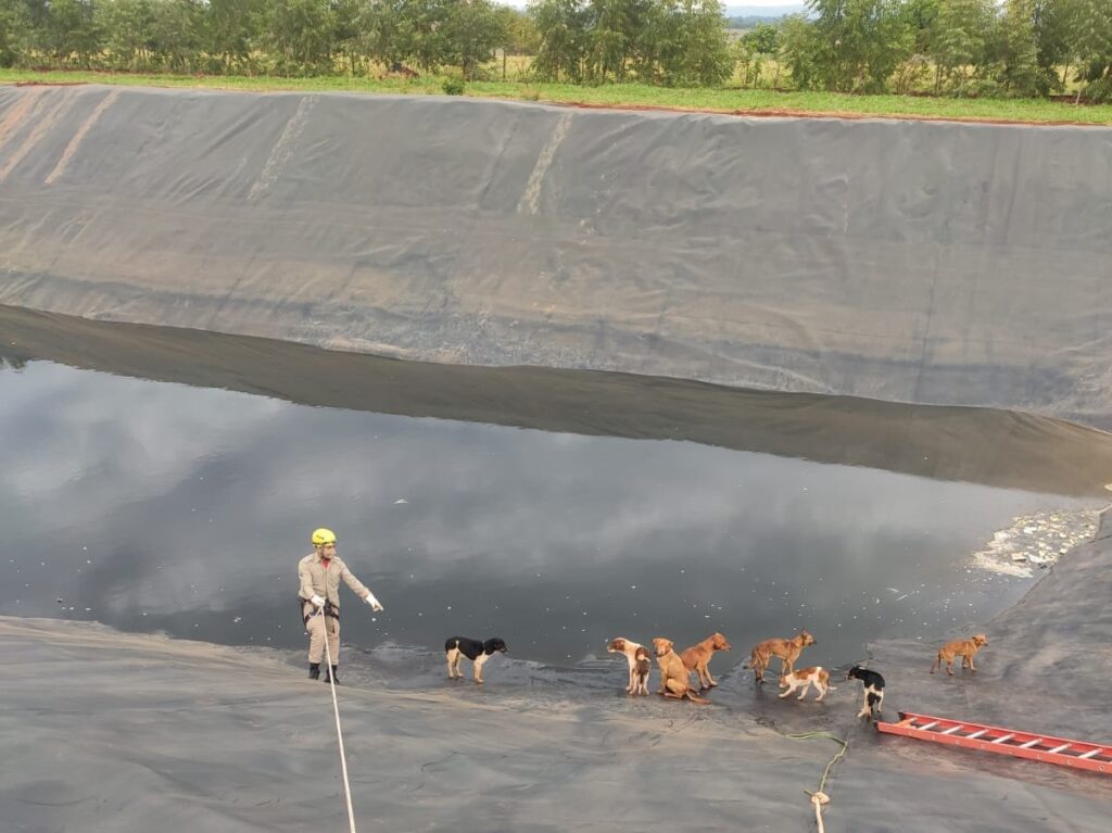 Bombeiros resgatam cães que caíram no tanque de chorume do aterro sanitário em Goiás