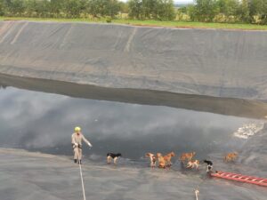 Bombeiros resgatam cães que caíram no tanque de chorume do aterro sanitário em Goiás