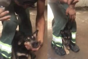 Suspeito de colocar cocaína no focinho do cachorro é preso em Cubatão (SP); veja o vídeo