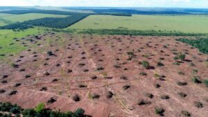 Desmatamento do Cerrado pode deixar de ser monitorado por falta de verba