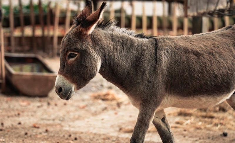 É suspenso o abate de jumentos no Brasil para exportação de carne e couro à China