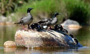 Descoberta de ovos em Goiás dá esperança para uma das aves mais raras do mundo