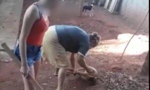 Mulher é filmada espancando cachorro em São João da Paraúna