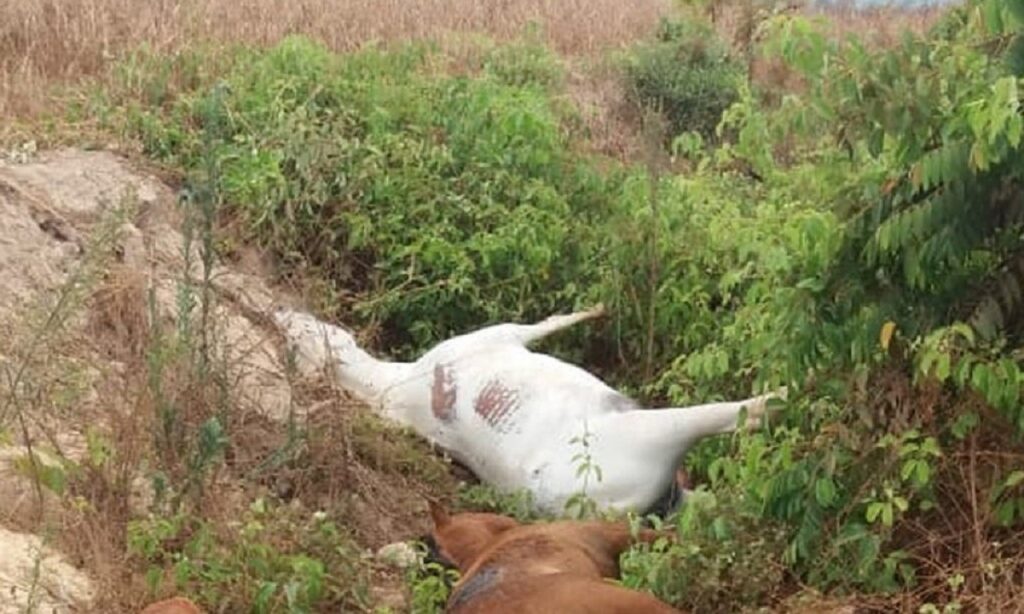 Morte de cavalos: dois são presos suspeitos de disparar contra animais em Itaberaí