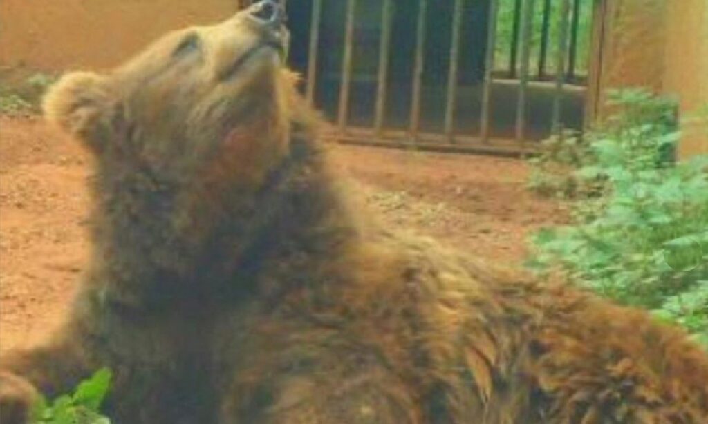 Ursa-parda Lucy morre no zoológico de Goiânia