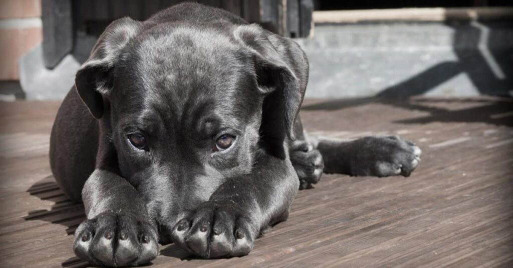 Homem enforca cachorro dentro de ônibus e é preso em flagrante por maus tratos