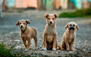 Movimento 'Grito dos Animais' promove reunião no Ministério Público para exigir tratamento e acolhimento de animais