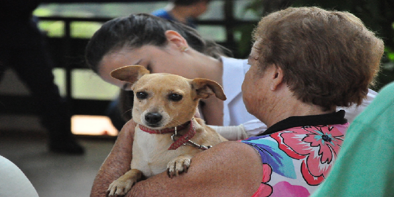 Campanha de vacinação para cães e gatos segue em Goiânia