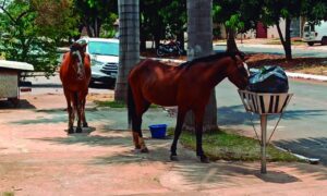 Animais soltos representam mais perigo nas ruas