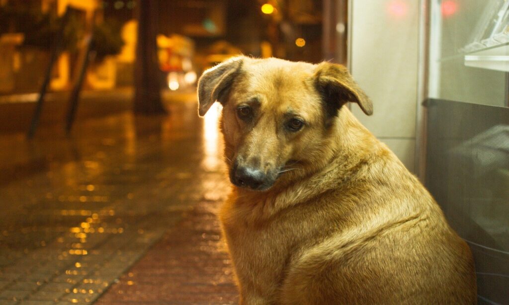 Câmara derruba veto ao projeto que proíbe eutanásia de animais