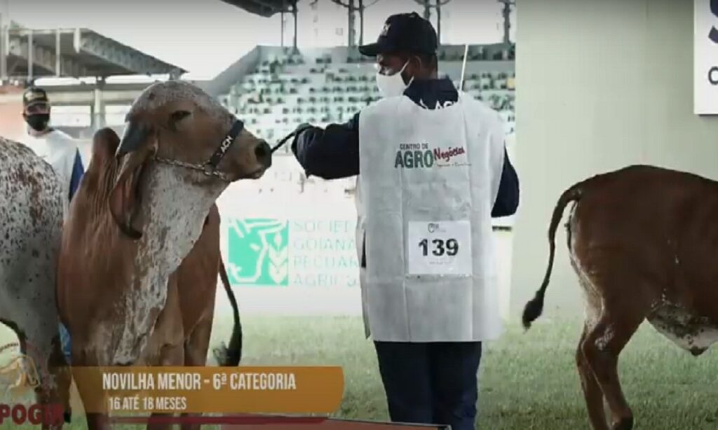 Tradicional Exposição agropecuária termina no próximo domingo (22)