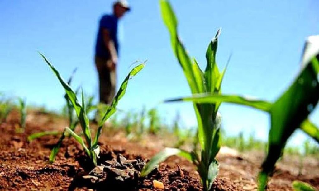 Produtores têm até segunda para aderir ao Refis Rural