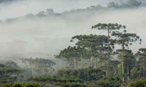 Brasil é líder em ranking global de espécies de árvores ameaçadas de extinção