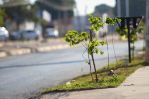 Mais de 25 mil árvores devem ser plantadas em Goiânia para compensar as retiradas pelo BRT Norte-Sul