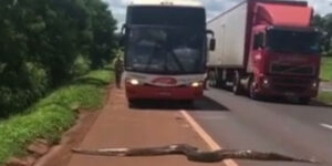 Sucuri  atrapalha o tráfego na BR 153 ao atravessar a pista