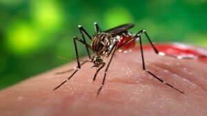 Municípios realizam ações contínuas contra o Aedes