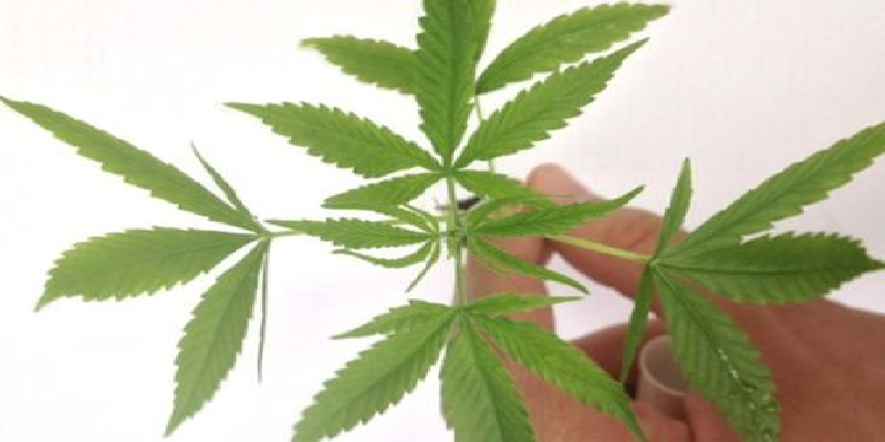 Senado avança em proposta que libera uso medicinal da maconha