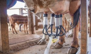 Leite e grãos são destaques do Agro em Dados de setembro no Estado