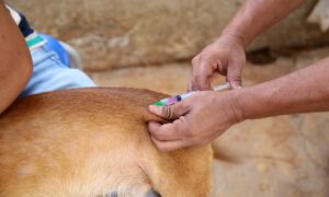 Vacinação antirrábica chega ao Centro de Aparecida