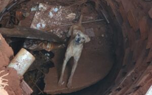 Cachorro caramelo surpreende bombeiros com sua inteligência em ajudar no próprio resgate