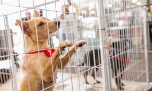 Grupo Miau Auau promove novo evento de adoção em shopping de Goiânia