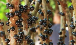 Jaboticaba: para comer e para pesquisar