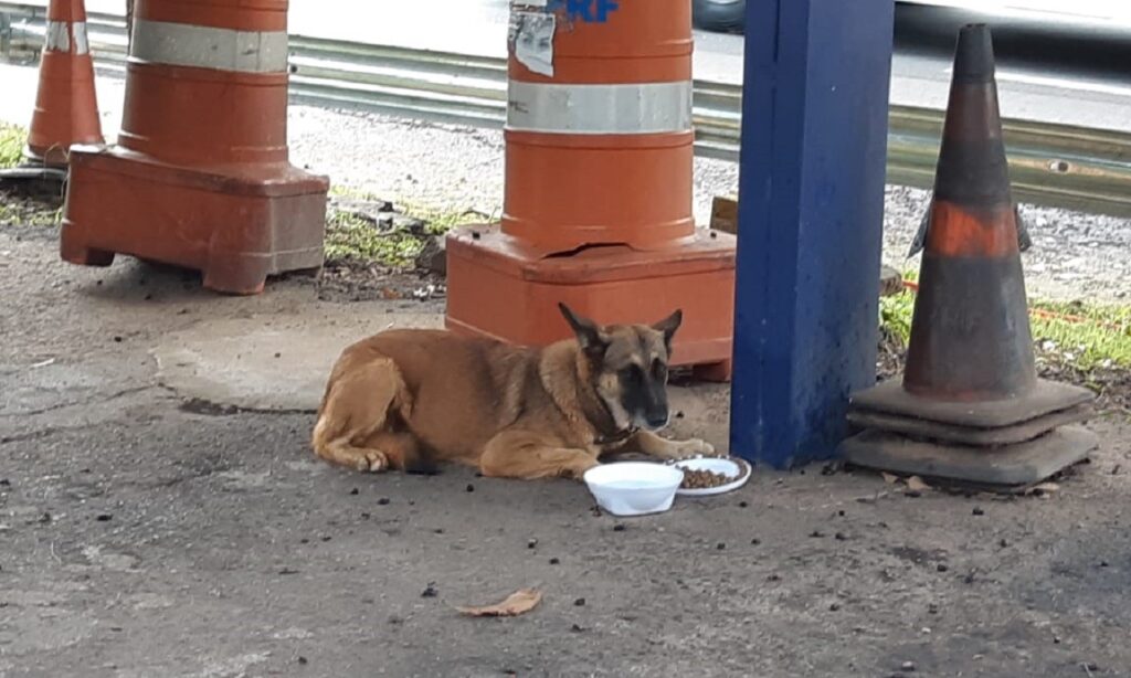 Precisa de lar: cachorro aparece em unidade da PRF na BR-060